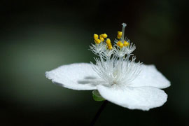 photo by Steve Carter