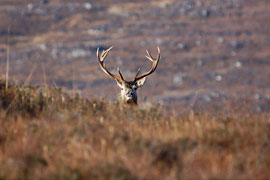 photo by Steve Carter