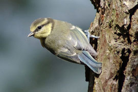 photo by Steve Carter